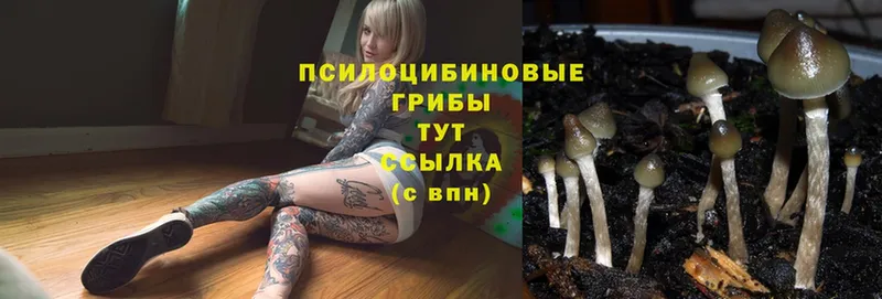 OMG зеркало  Покровск  Галлюциногенные грибы MAGIC MUSHROOMS 